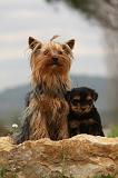 YORKSHIRE TERRIER 612